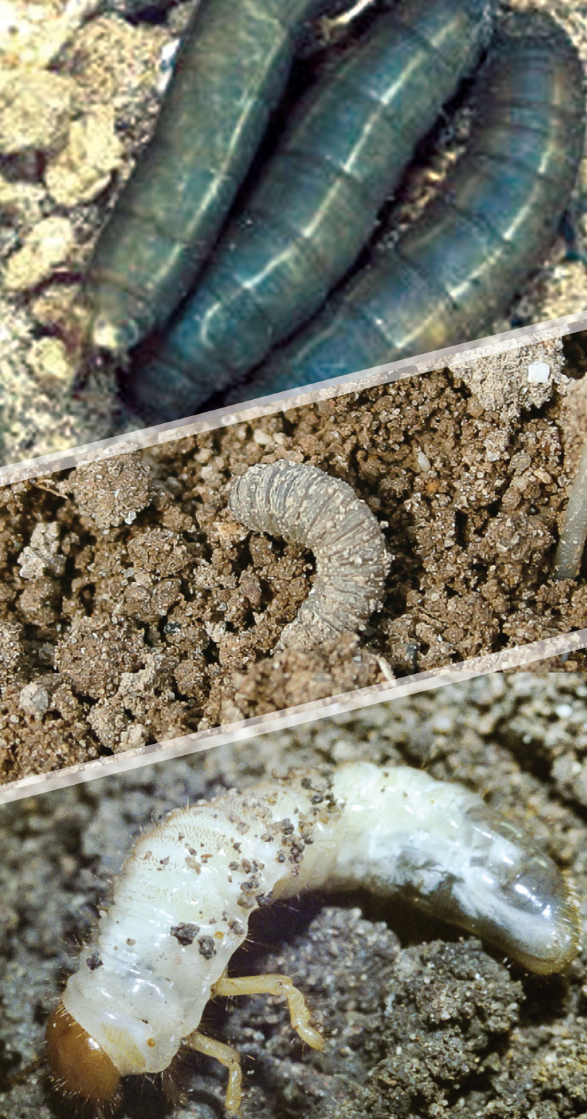 Leatherjacket, cutworm and cockchafer grub