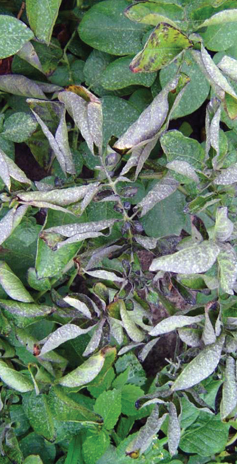 False top roll (potato aphid)