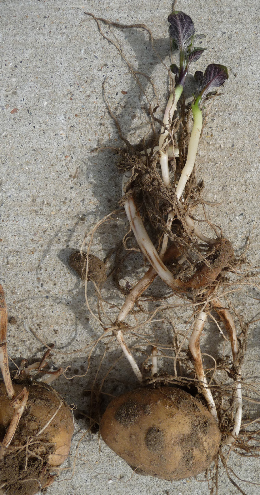 Free-living nematode