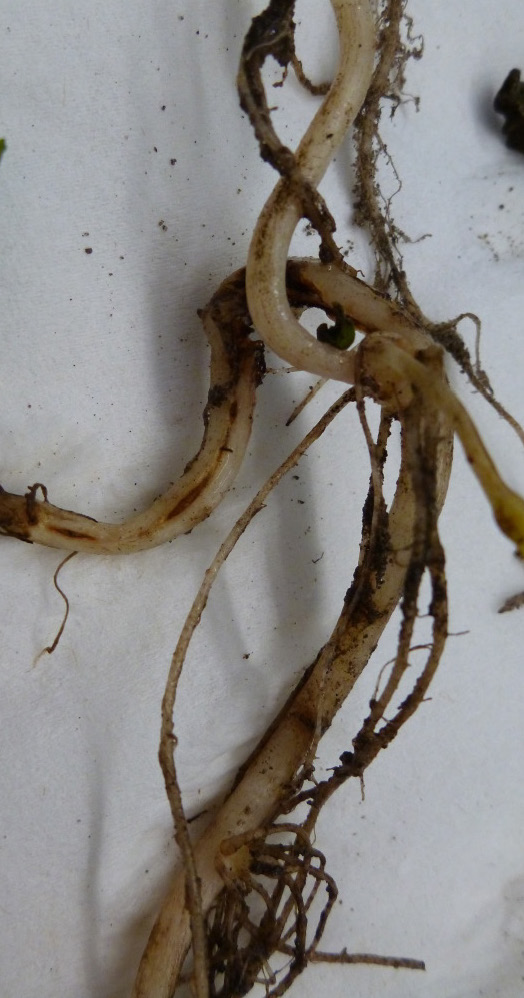 Stem nematode