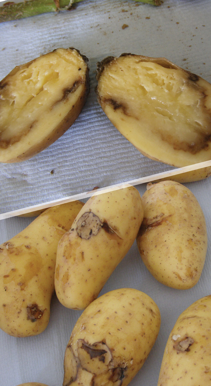 Bacterial tuber rot-2
