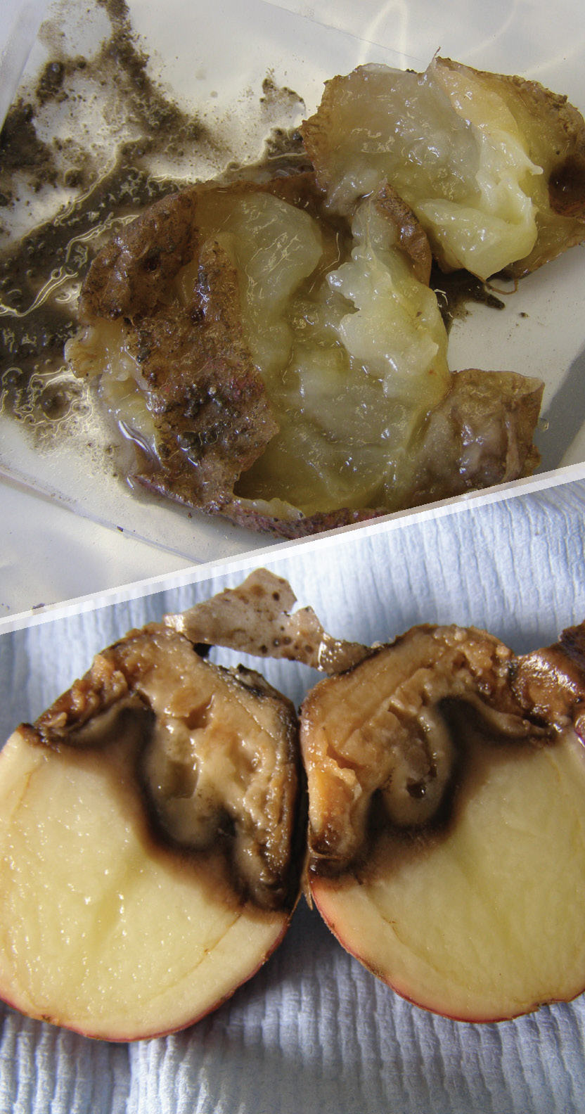 Bacterial tuber rot