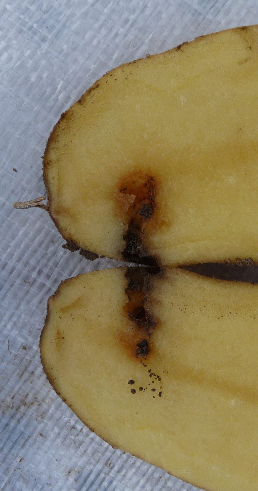 Leatherjacket, cutworm and cockchafer grub