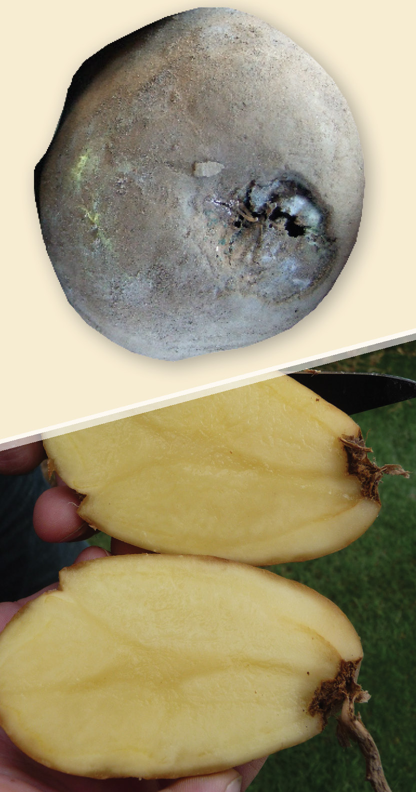 Stem end rot