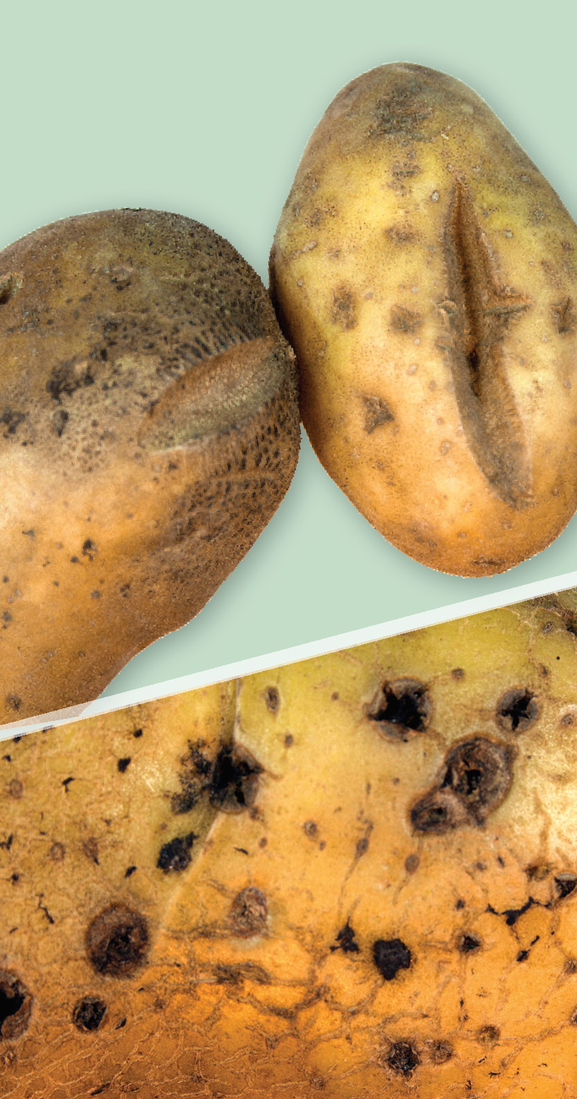 Rhizoctonia