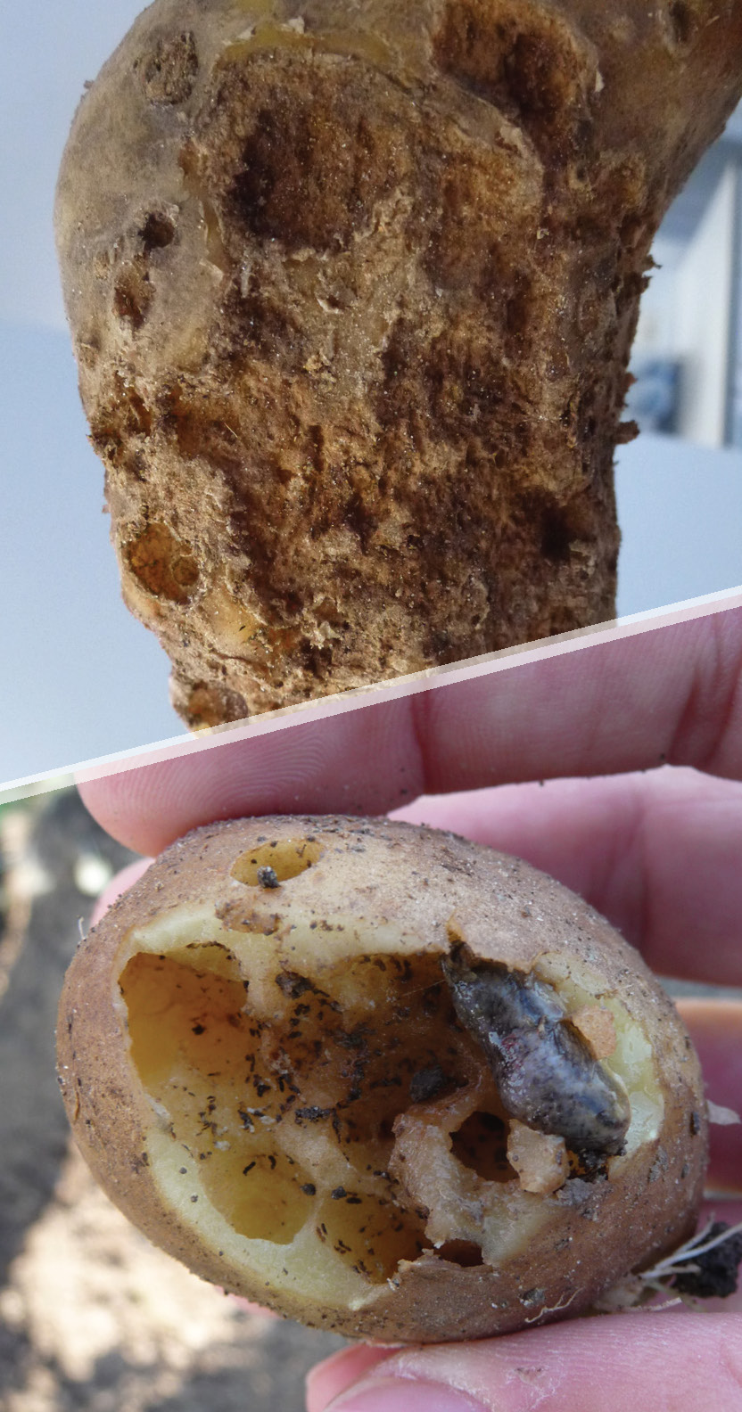 Slug damage