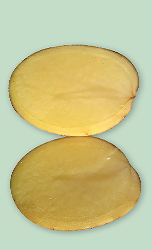 Verticillium wilt