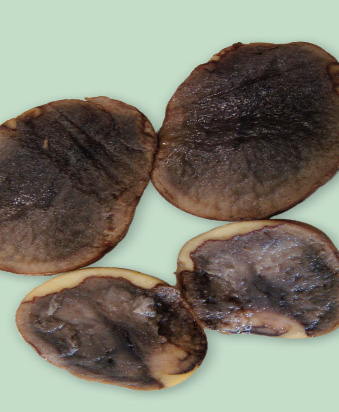 Water rot
