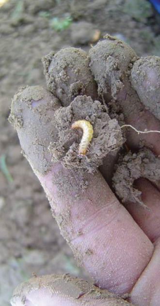 Wireworm