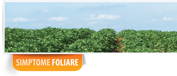 foliar