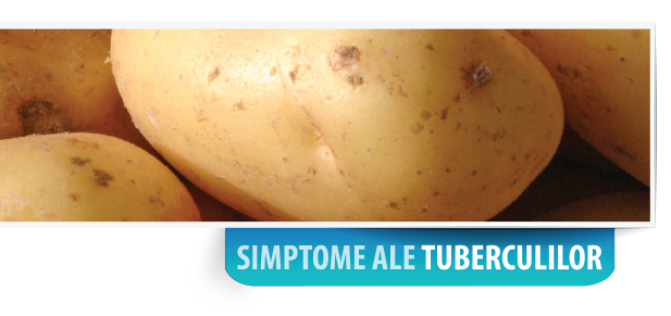 tuber